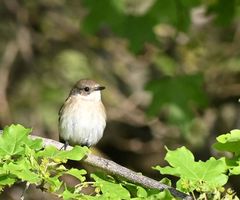 Ficedula hypoleuca