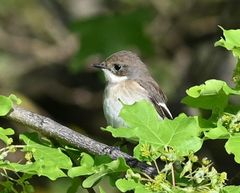 Ficedula hypoleuca