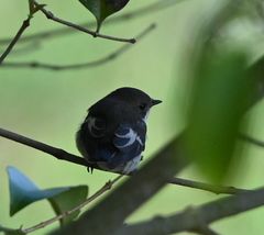 Ficedula hypoleuca