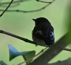 Ficedula hypoleuca