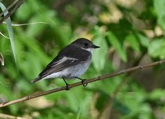 Ficedula hypoleuca