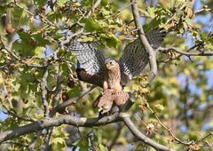 Falco tinnunculus