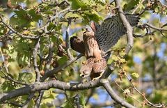 Falco tinnunculus