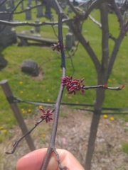Cercis canadensis
