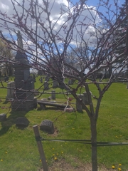 Cercis canadensis