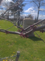 Cercis canadensis