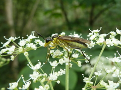 Tenthredo finschi