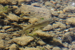 Hesperoleucus symmetricus