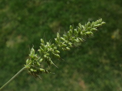 Setaria adhaerens