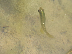 Fundulus dispar
