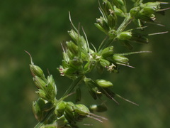 Setaria adhaerens