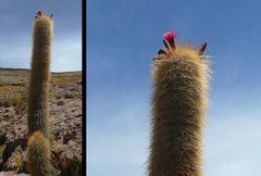 Trichocereus tarijensis