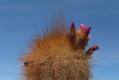 Trichocereus tarijensis