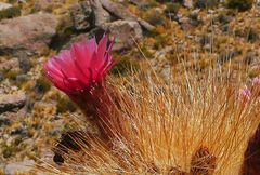 Trichocereus tarijensis