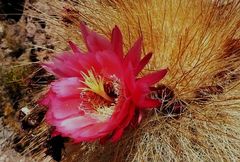 Trichocereus tarijensis