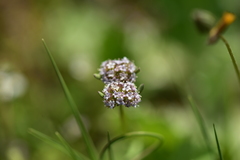 Valerianella discoidea