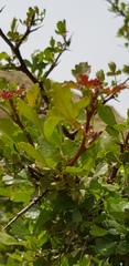Searsia tripartita