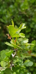 Searsia tripartita