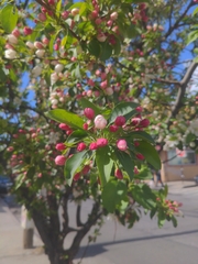 Amygdaloideae