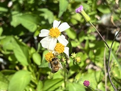 Apis mellifera