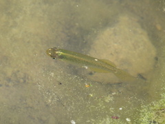 Fundulus dispar