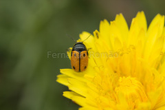 Cryptocephalus rugicollis