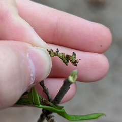 Callirhytis myrtifoliae