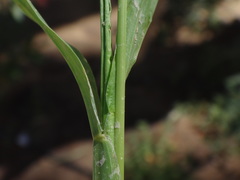 Setaria adhaerens