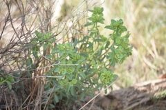 Euphorbia lurida