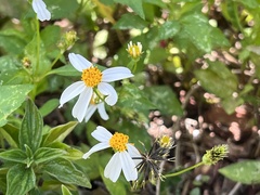 Bidens alba
