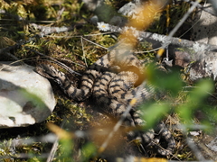 Vipera aspis aspis