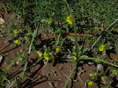 Portulaca oleracea image