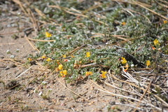 Acmispon argyraeus argyraeus