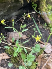 Ranunculus micranthus