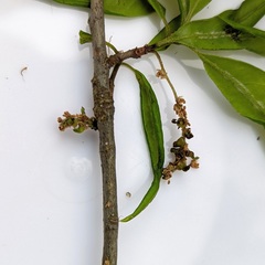 Callirhytis myrtifoliae