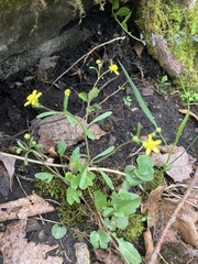 Ranunculus micranthus