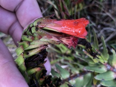 Lobostemon sanguineus