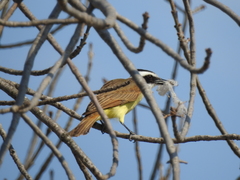 Pitangus sulphuratus