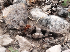 Oedipoda charpentieri