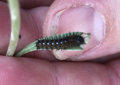 Vanessa virginiensis