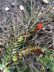 Lobostemon sanguineus