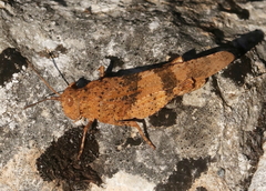 Oedipoda coerulea