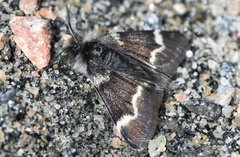 Leucobrephos brephoides