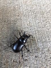 Lucanus placidus