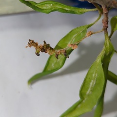 Callirhytis myrtifoliae