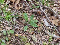 Penstemon tenuiflorus