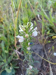 Misopates calycinum