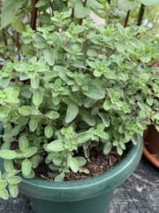 Origanum majorana