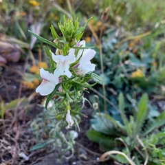 Misopates calycinum