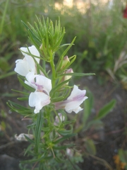 Misopates calycinum